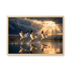 Ethereal Swan Flight