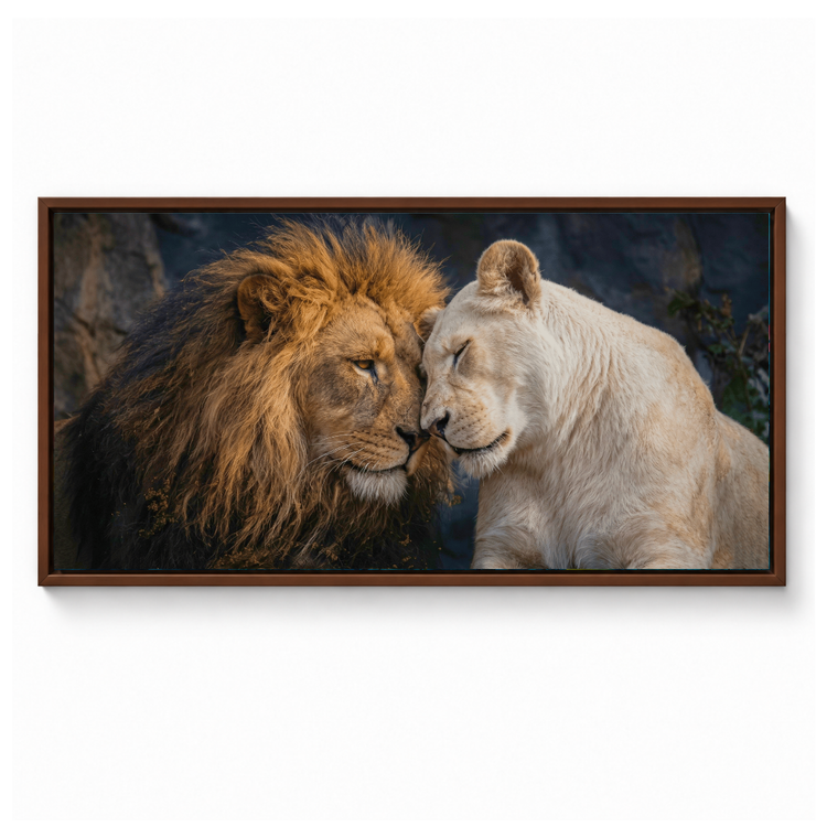 Lion and Lioness Portrait – Candid Apricot